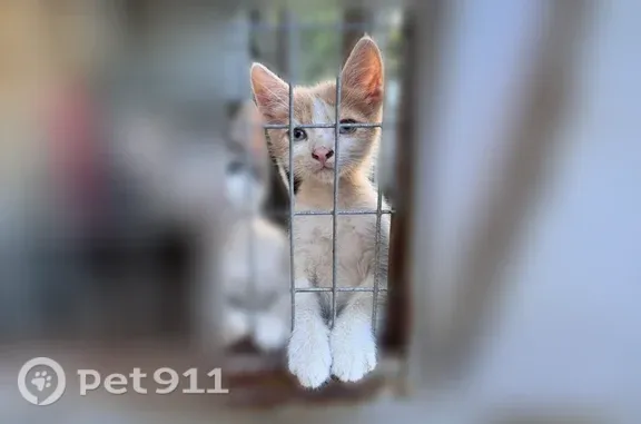 Кошка ищет дом, им. Фадеева, Краснодар - photo