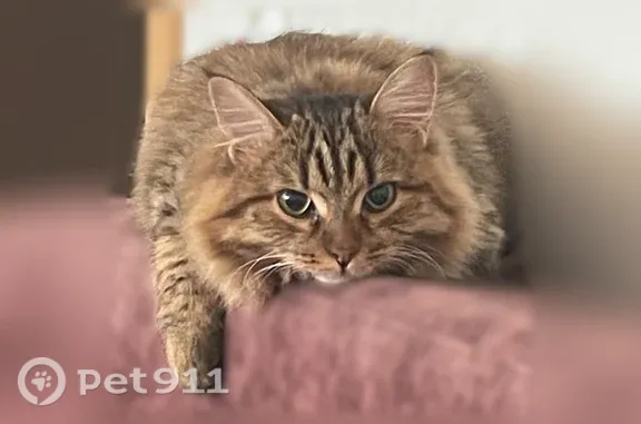 Пропала кошка, Пермь, Сигаева, д. 2а — очень пугливая, короткий хвостик - photo