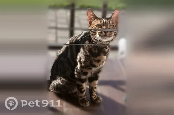 Найденные животные Севастополь, фото: Найдена кошка, Район Нахимовский (г Севастополь), Челюскинцев, д. 49, Севастополь — бенгальская кошка с ошейником