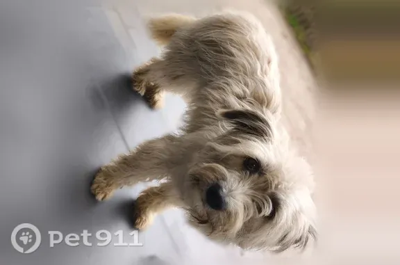 Собака ищет дом, Поселок Заостровье, Пионерская, д. 4а, Заостровье — дружелюбный, ласковый, доверчивый - photo