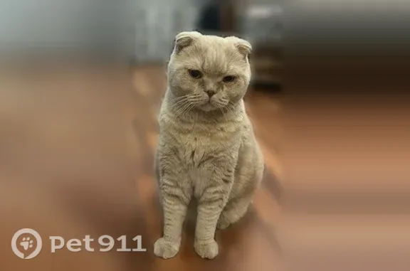 Пропала кошка, Северодвинск — выпрыгнул ночью с балкона - photo