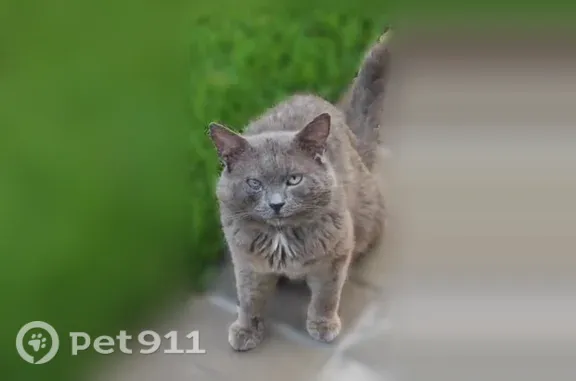 Найдена кошка, Одинцово, фото: Найдена кошка, село Жаворонки, КП Трувиль, Одинцово — серый кот, травмирован правый глаз