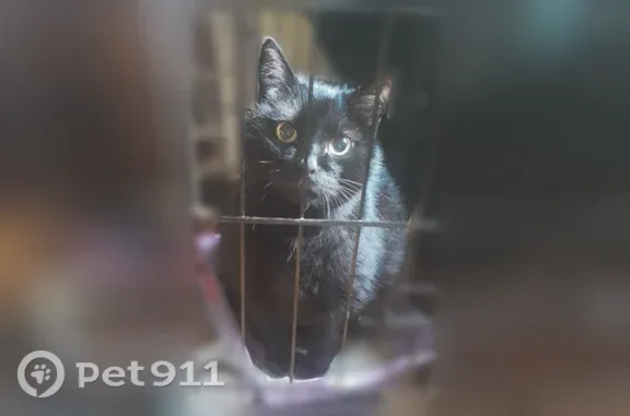 Пропала кошка, Деревня Звени, Южная — большой старый чёрный кот - photo