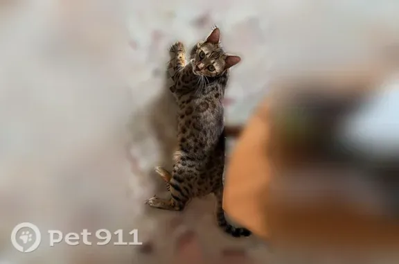 Найдена кошка, Патрушева, фото: Найдена кошка, Деревня Патрушева, Сибирская, Патрушева — бенгал-мальчик, повреждена лапа