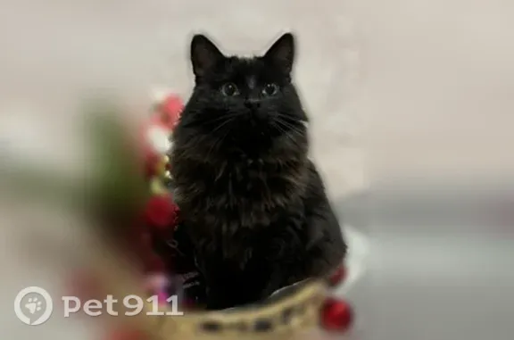 Пропала кошка, Чебоксары, Эльгера, д. 8 — отзывается на имя Чоко - photo