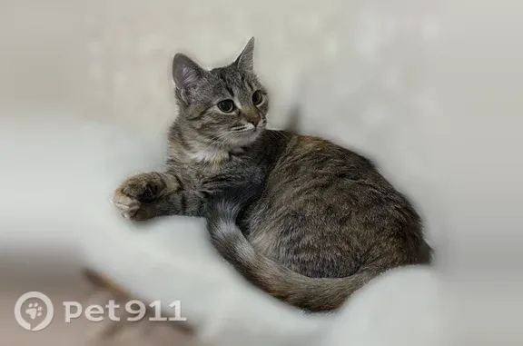 Пропала кошка, Рогожникова, д. 13, Ставрополь — небольшая, может сильно бояться - photo
