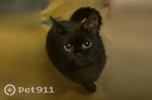 Пропала кошка, Дмитров, Комсомольская, д. 27 — чёрная, домашняя, 7 лет - photo
