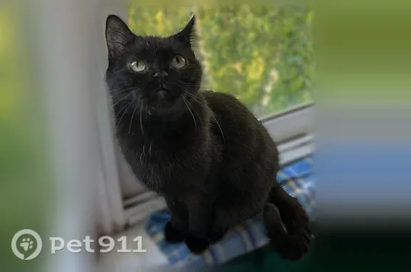 Пропала кошка, Дмитров, Комсомольская, д. 27 — чёрная, домашняя, 7 лет - photo