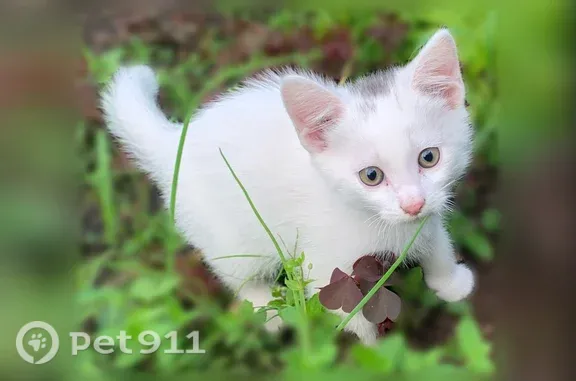 Пропала кошка, Ливны, Орловская, д. 110д — белый котёнок, 2,5 месяца - photo