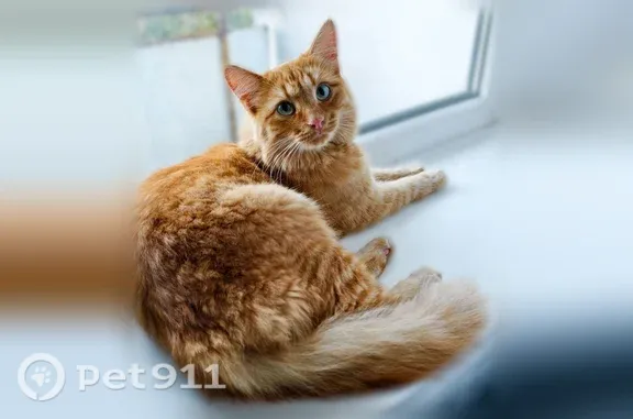 Пропала кошка, Елецкая, д. 3, Волгоград — недоверчив к людям - photo
