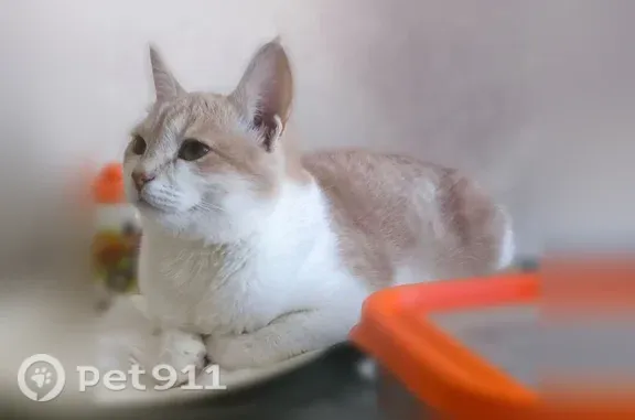 Пропала кошка, Верхне-Пролетарская, д. 1, Одинцово — светло-палевый окрас, котёнок 5 месяцев - photo