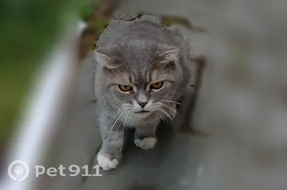 Найдена кошка, Кемерово, фото: Найдена кошка, Кемерово, Ленинградский, д. 23Д — серая, домашняя, общается