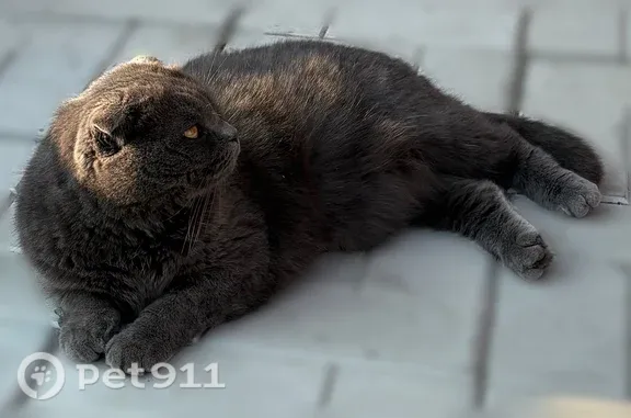 Найдена кошка, Пенза, фото: Найдена кошка, Район Октябрьский (г Пенза), Ладожская, д. 112Б, Пенза — серый британец