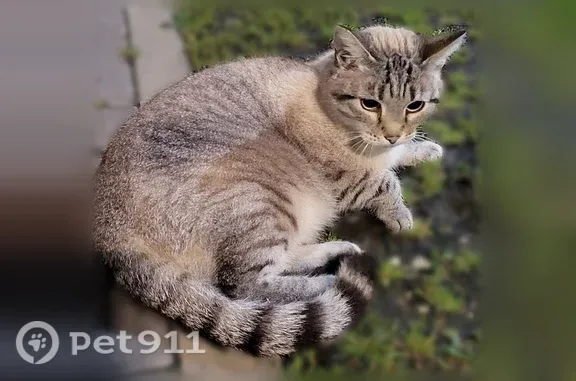 Найдена кошка, Ярославль, фото: Найдена кошка, Лескова, д. 36б, Ярославль — серо-голубые глаза, ласковая