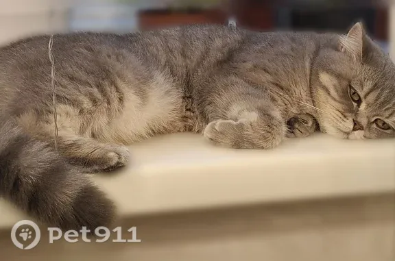 Пропала кошка, Рабочий поселок Кольцово, Рассветная, д. 4, Кольцово — серая, каре-желтые глаза - photo