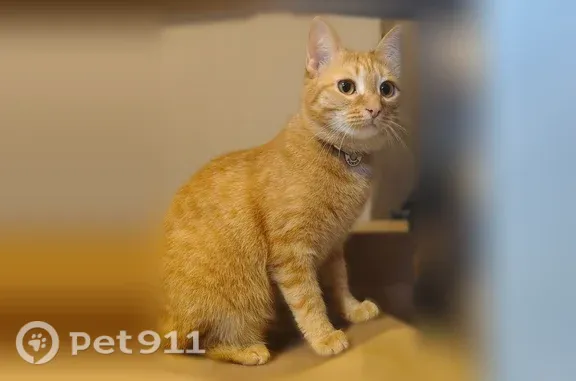 Пропала кошка, Жуковский, Чапаева, д. 9, Жуковский — ярко рыжий окрас, пугливая - photo
