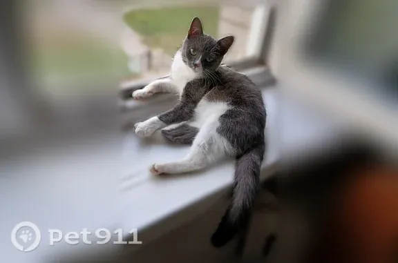 Пропала кошка, Бердск, Микрорайон, д. 7 — выпрыгнула с 4 этажа, возможно ранена - photo