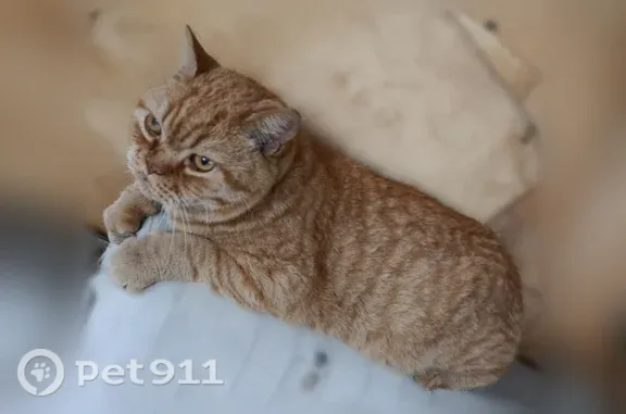Пропала кошка, Территория снт Яблочко (г Кемерово), д. 238, Кемерово — большой кот с широкая мордочка, голубой ошейник - photo