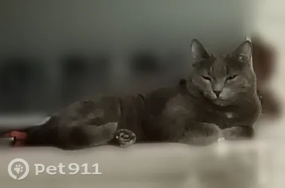Пропала кошка, Омск, 1-й Амурский, д. 3 1, Омск — пугливая, боится детей, серого окраса - photo