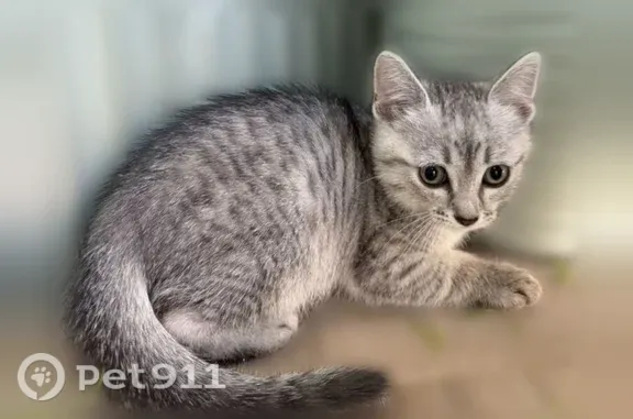 Кошки потеряшки, Ижевск, фото: Потеряшка кошка, Городок Строителей, д. 66, Ижевск — бело-серый окрас, очень пугливая