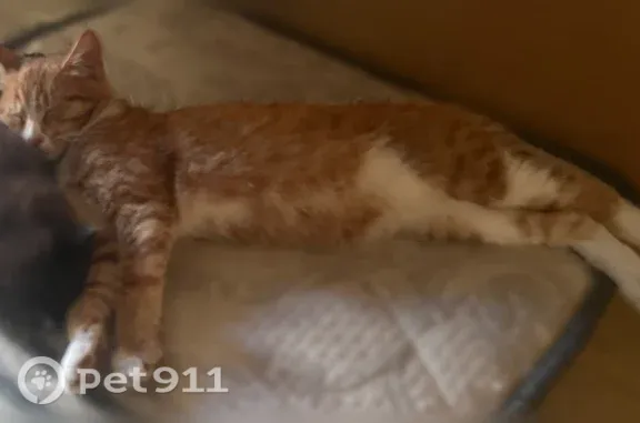Пропала кошка, Брянск, 2-я Почепская, д. 4 — котёнок 5 месяцев, рыжий окрас - photo