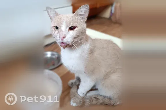 Найдена кошка, Уфа, фото: Найдена кошка, Уфа, 40 лет Октября — персиковый окрас, сломана челюсть