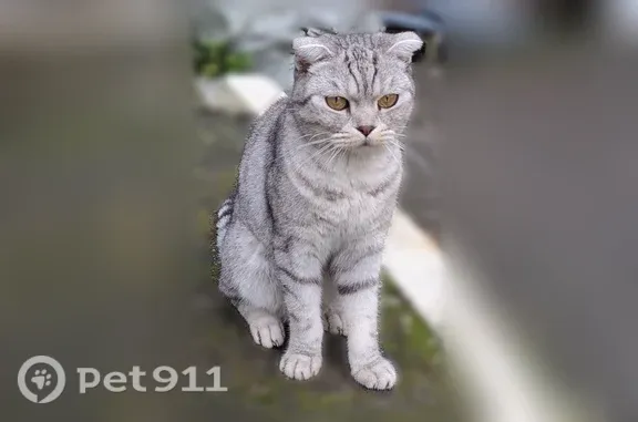Найдена кошка, Июльская, д. 39/2, Екатеринбург — стерильная, вислоухая - photo