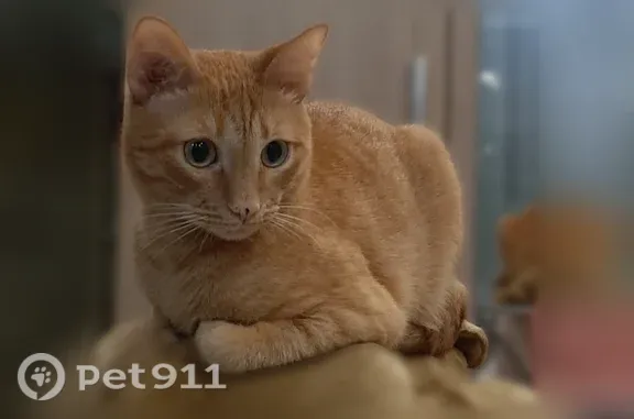 Кошки потеряшки, Новый Уренгой, фото: Потеряшка кошка, Новый Уренгой, Созидателей, д. 4/1 — рыжая, очень пугливая