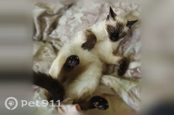 Кошки потеряшки, Великий Новгород, фото: Потеряшка кошка, Великий Новгород — пугливая сиамская (тайская), окраска сил-пойнт