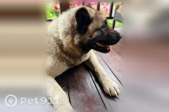 Найдена собака, , фото: Найдена собака, Хутор Сеймский — девочка, хромает на правую переднюю лапу