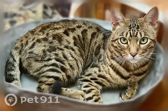 Пропала кошка, Олега Кошевого, д. 61, Ульяновск — кот по кличке Базон, бенгал - photo