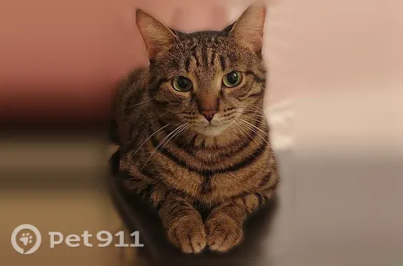 Пропала кошка, Мариинск, Комсомольская, д. 5 — полосато-серый кот с чёрными полосами и кисточками на ушах - photo