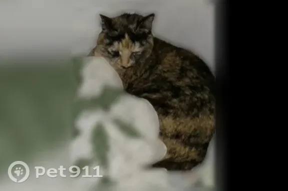 Пропала кошка, Когалым, Степана Повха, д. 2 — была на самовыгуле, в ошейнике - photo