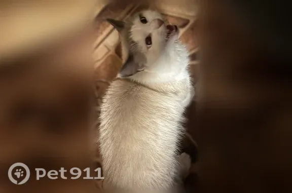 Найдена кошка, Нижневартовск, фото: Найдена кошка, Нижневартовск — косоглазик, ласковая и нежная