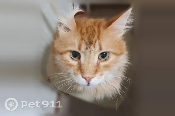 Пропала кошка, Село Мирное, Белова, Мирное — большой рыжий кот, 12 лет - photo