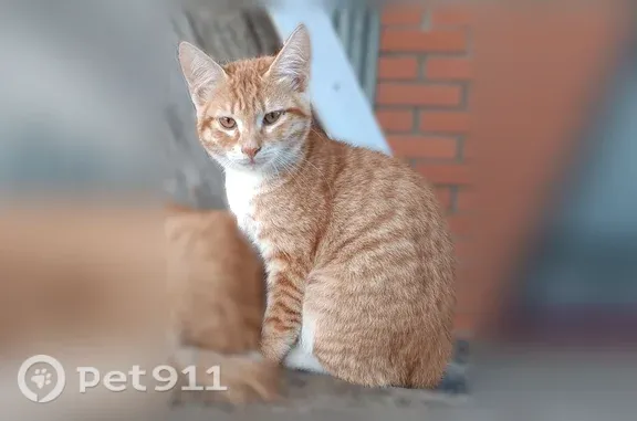 Пропала кошка, Вышний Волочек, Малая Транспортная, Вышний Волочёк — котёнок, мальчик 3,5 месяца - photo