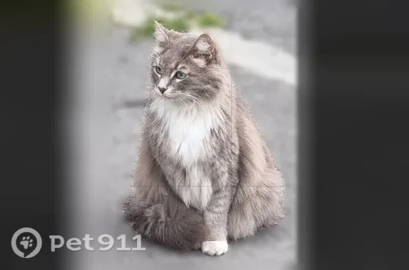 Найдена кошка, Мурманск, фото: Найдена кошка, Кильдинская, Мурманск