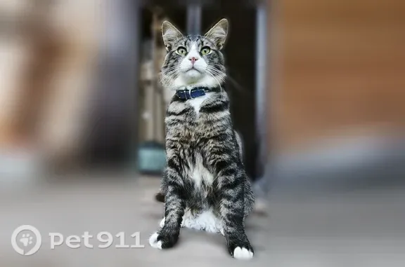 Объявления о пропавших и найденных животных, Нелидово, фото: Пропала кошка, Нелидово, Победы, д. 9 — помесь с мейн-куном, синий ошейник