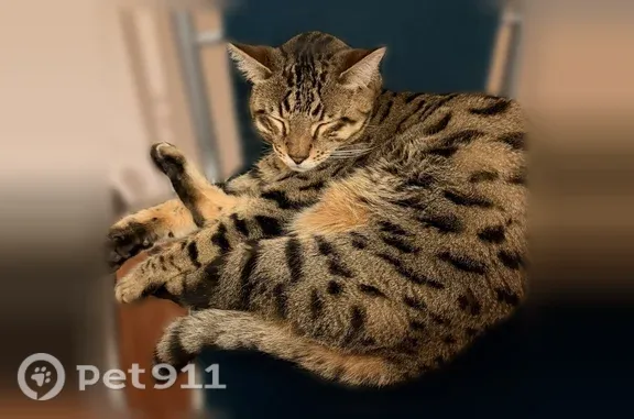 Найдена кошка, Псков, фото: Найдена кошка, Псков — оцикет, очень привязана к человеку