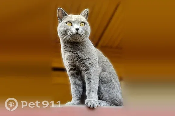Пропала кошка, Рабочий поселок Вожега, Гагарина, Вожега — серая короткошёрстная британка Кнопа - photo