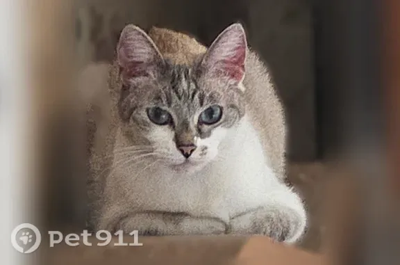 Пропала кошка, Пятигорск, Коста Хетагурова, д. 172А — голубые глаза, окрас линкс-пойнт - photo