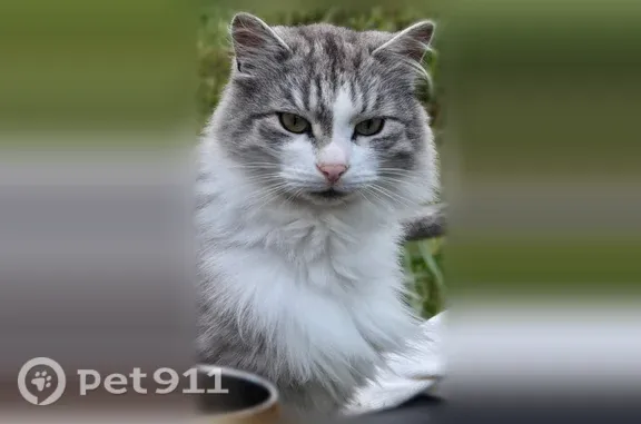 Пропала кошка, Деревня Уржумка, Фермеров, д. 29, Уржумка — очень разговорчивая и ласковая - photo
