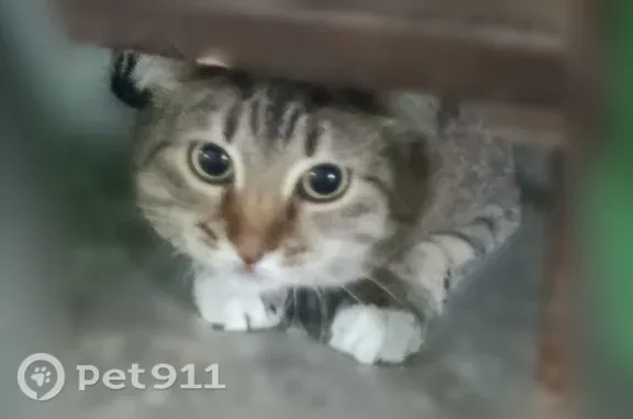 Найдена кошка, Ульяновск, фото: Найдена кошка, Ульяновск, Рябикова, д. 85А — очень ручная, сидела в подъезде