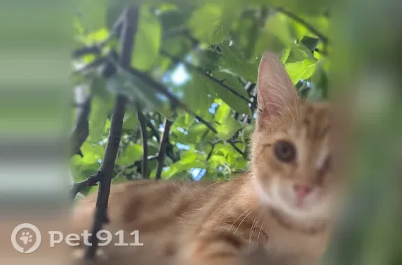 Кошки потеряшки, Оренбург, фото: Потеряшка кошка, Район Центральный (г Оренбург), Самолетная, д. 102, Оренбург — ласковый котёнок Басик