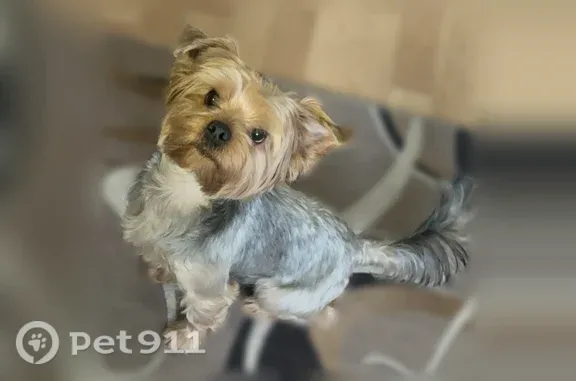 Пропала собака, Дудинка — был в коричневой шлейке - photo