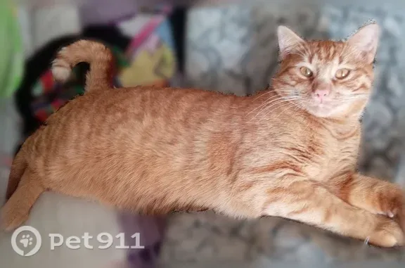 Пропала кошка, Сокол, Малый, д. 92, Сокол — бело-рыжий котик, к рукам не привык - photo
