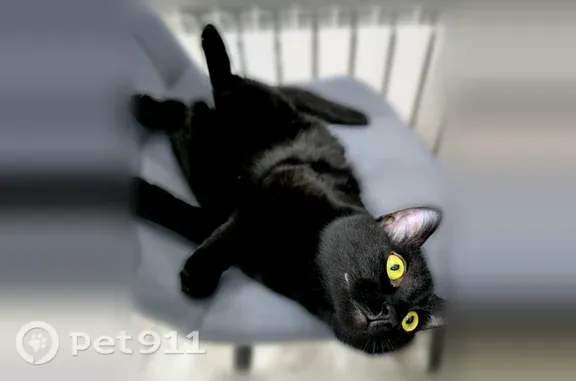 Кошки потеряшки, Субботина, фото: Потеряшка кошка, Деревня Субботина, Субботина — 2,5 года, серый ошейник