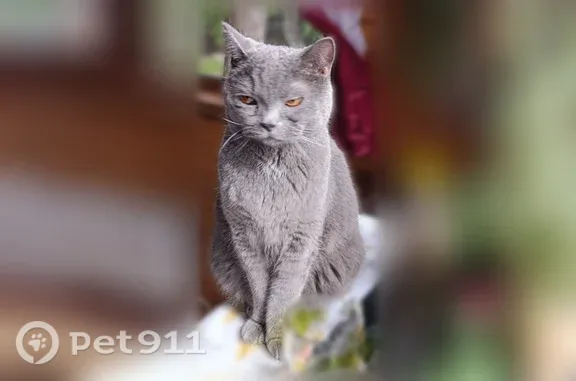 Пропала кошка, Дивногорск, Заводская, д. 73 — серый британец, зовут Басик - photo