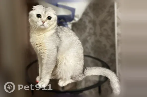 Пропала кошка, Район Головинский (г Москва), Флотская, д. 29 3, Москва — окрас серебристая шиншилла - photo