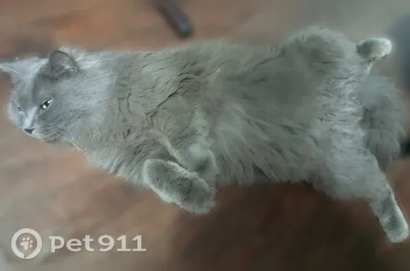 Найдена кошка, Пенза, фото: Найдена кошка, Пенза, Вяземского, д. 21 — дымчатая